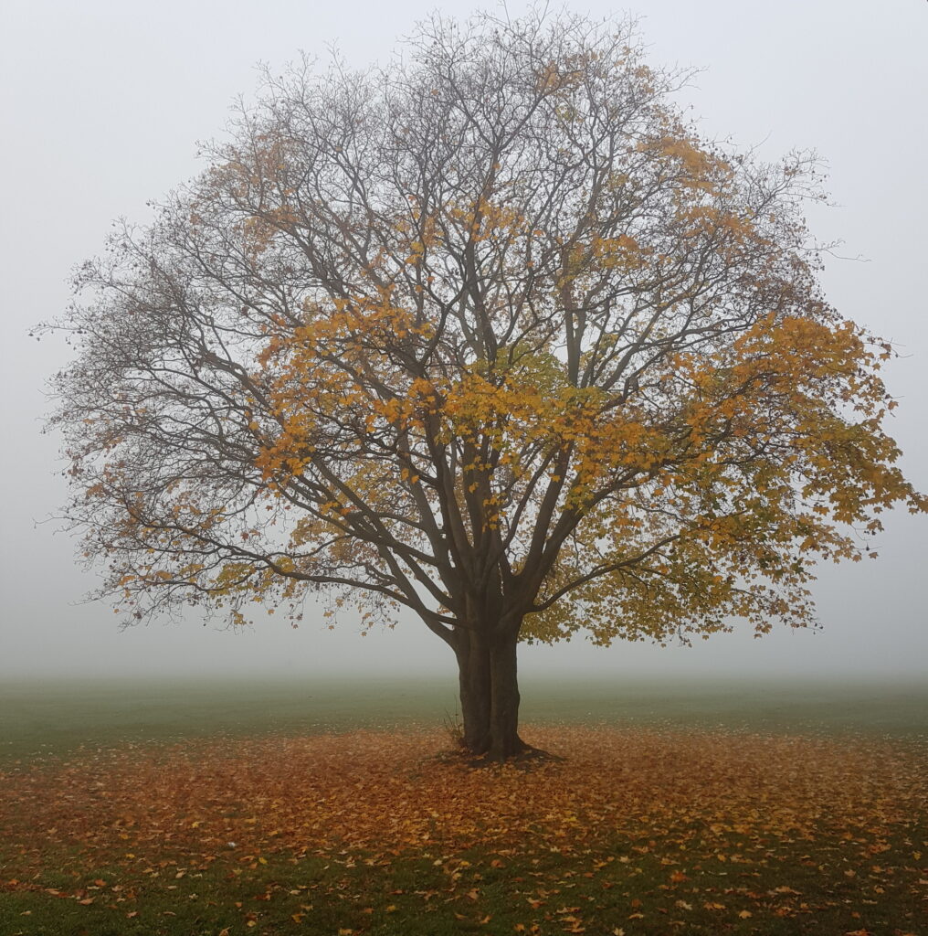 Vor einer Nebelwand steht ein Baum, der sein buntes Laub von sich wirft. Es liegen bereits mehr Blätter um seinen Stamm auf der Wiese als noch an ihm hängen.