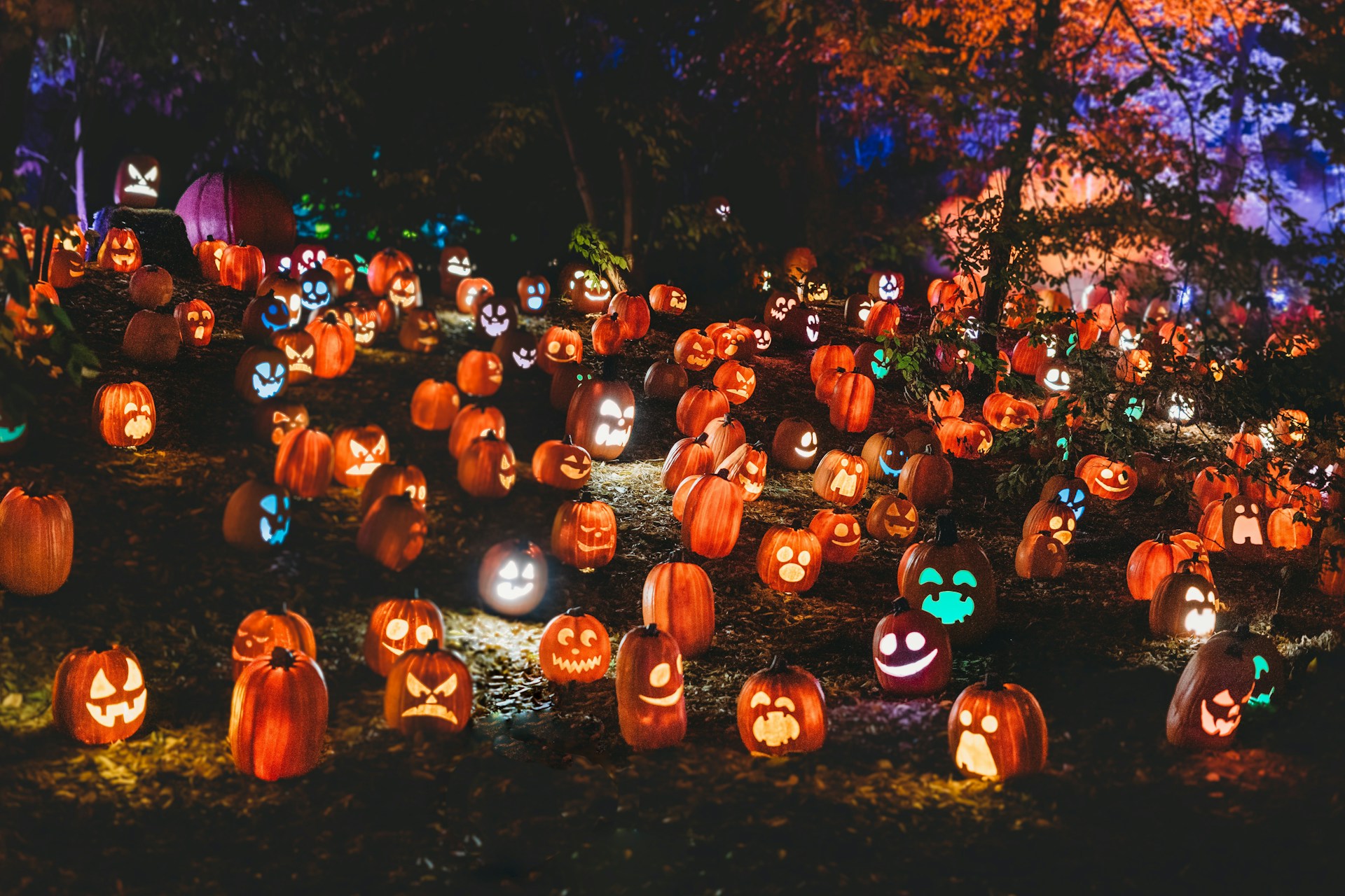 Eine große Gruppe von Jack O'Lanterns leuchtet bunt im auf einem Hügel im dunklen Wald.