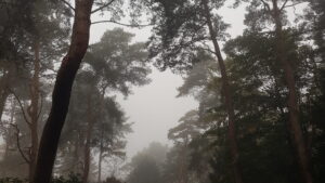 Nebliger Wald.