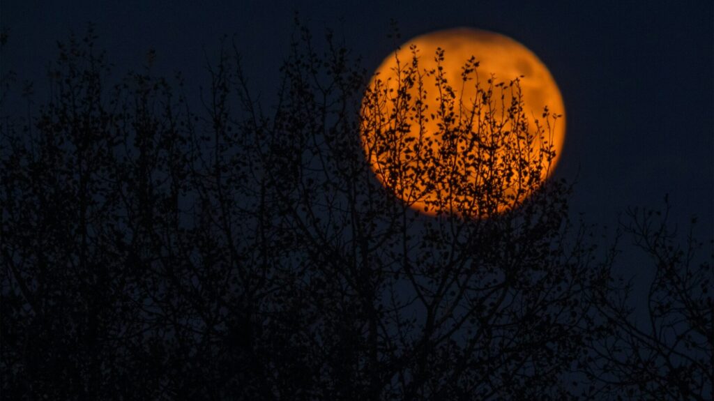 Dunkle Äste ragen malerisch vor dem orangeroten Vollmond am Nachthimmel.